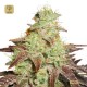 Auto Night Queen · Dutch Passion