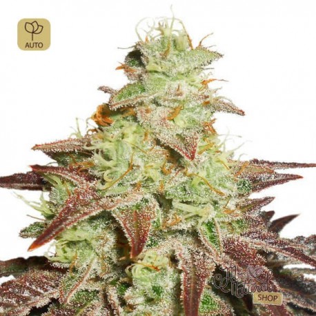 Auto Night Queen · Dutch Passion