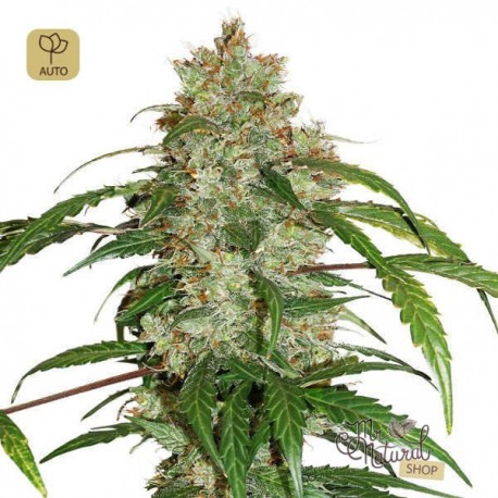 CBD Auto White Widow · Dutch Passion