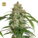 CBD Auto White Widow