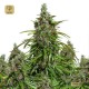 Auto Mazar · Dutch Passion