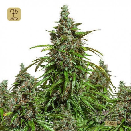 Auto Mazar · Dutch Passion