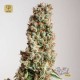 Auto Orange Bud