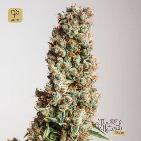 Auto Orange Bud