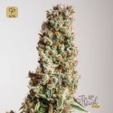 Auto Orange Bud