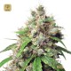 Auto Euforia · Dutch Passion