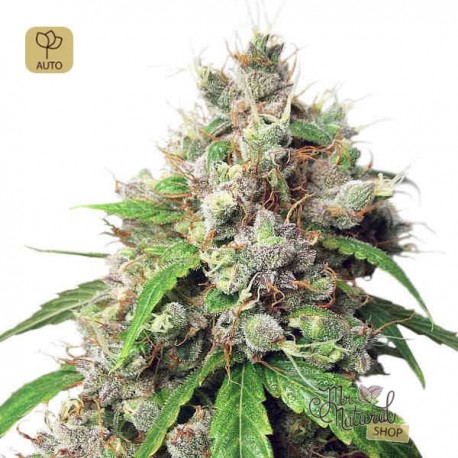 Auto Euforia · Dutch Passion