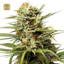 Auto White Widow