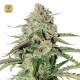 Auto Colorado Cookies · Dutch Passion