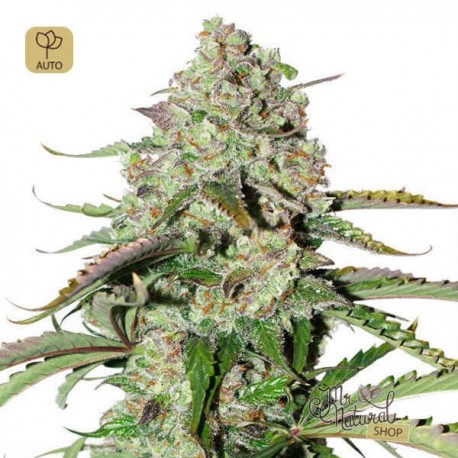 Auto Colorado Cookies · Dutch Passion
