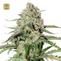 Auto Colorado Cookies