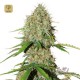 Auto Brooklyn Sunrise · Dutch Passion