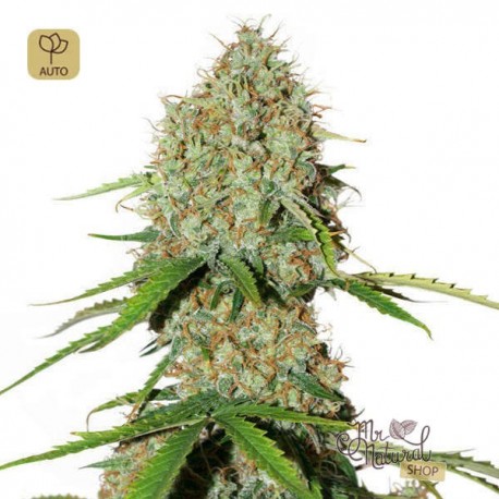 Auto Brooklyn Sunrise · Dutch Passion