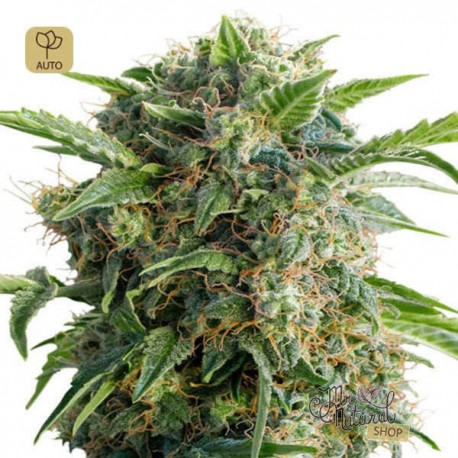 Auto Daiquiri Lime · Dutch Passion