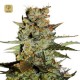 Auto Blueberry · Dutch Passion