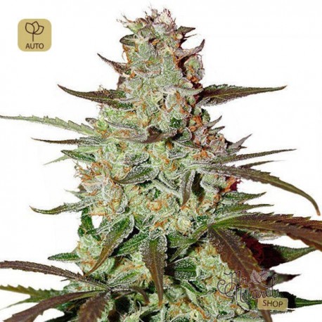 Blue Auto Mazar · Dutch Passion