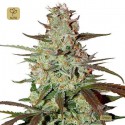 Blue Auto Mazar