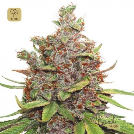 Auto Glueberry OG · Dutch Passion