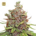 Auto Glueberry OG