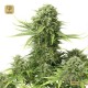 StarRyder Auto · Dutch Passion