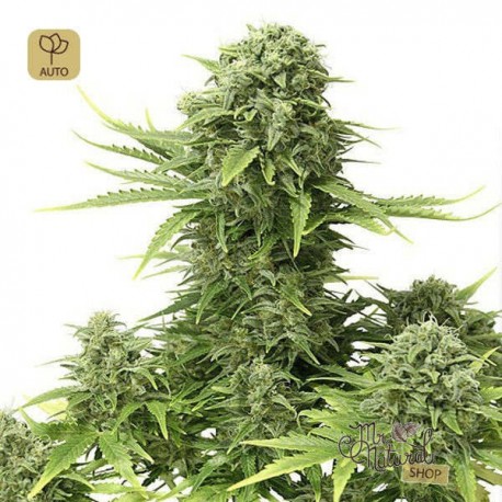 StarRyder Auto · Dutch Passion