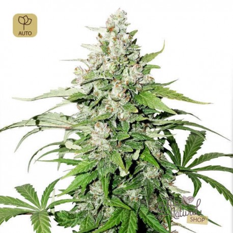 Auto Cinderella Jack · Dutch Passion