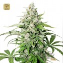 Auto Cinderella Jack