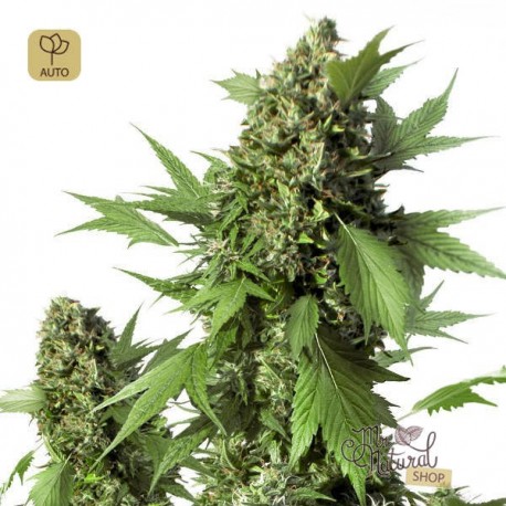 Auto Duck · Dutch Passion