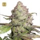 CBD Auto Charlotte´s Angel
