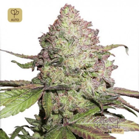 CBD Auto Charlotte´s Angel