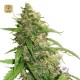 CBD Auto Compassion Lime · Dutch Passion