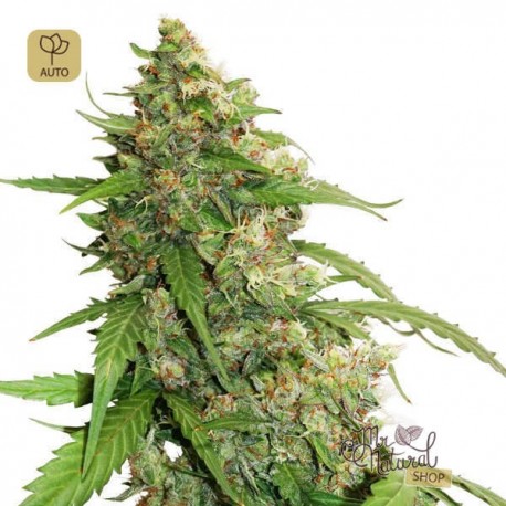 CBD Auto Compassion Lime · Dutch Passion