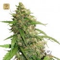 CBD Auto Compassion Lime
