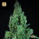 Solodiol Auto · Elite Seeds