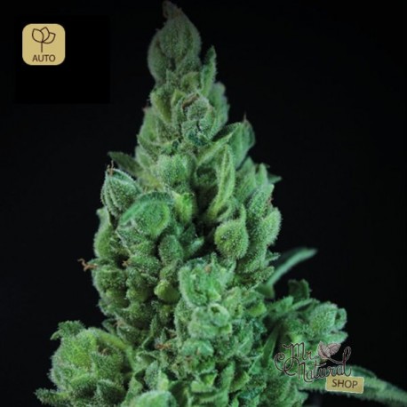 Solodiol Auto · Elite Seeds