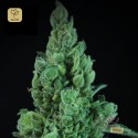 Solodiol Auto