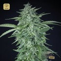 La Rica Auto CBD