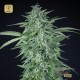 Llimonet Haze Auto CBD · Elite Seeds