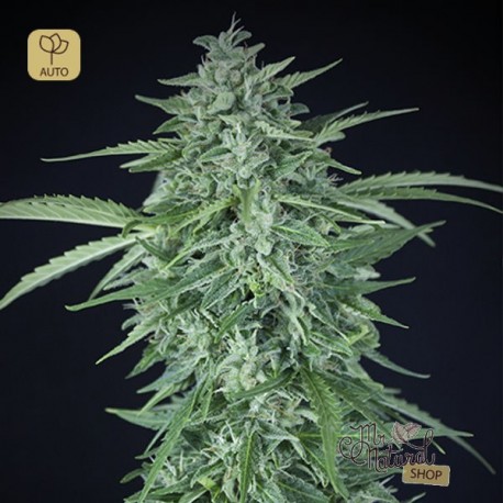 Llimonet Haze Auto CBD · Elite Seeds