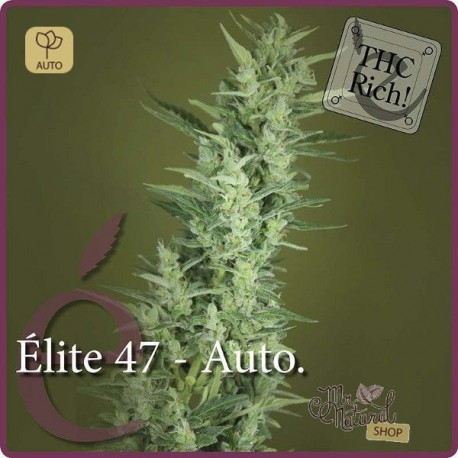 Elite 47 Auto · Elite Seeds