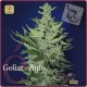 Goliat Auto · Elite Seeds