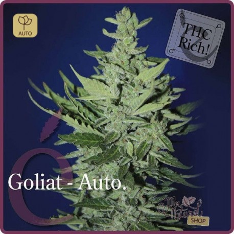 Goliat Auto · Elite Seeds
