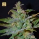 Auto AK · Female Seeds