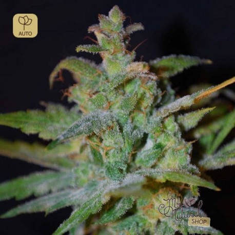 Auto AK · Female Seeds
