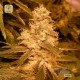 Auto Kush · Female Seeds