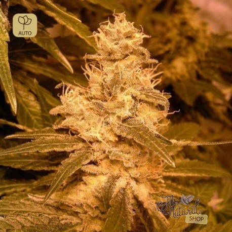 Auto Kush · Female Seeds
