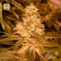 Auto Kush