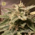 Auto Bubble
