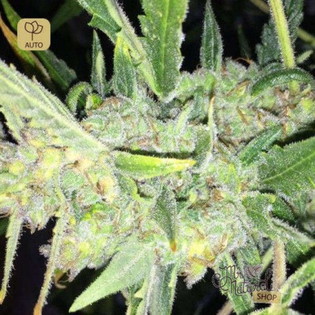 Auto White Widow x Big Bud · Female Seeds