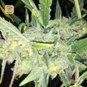 Auto White Widow x Big Bud